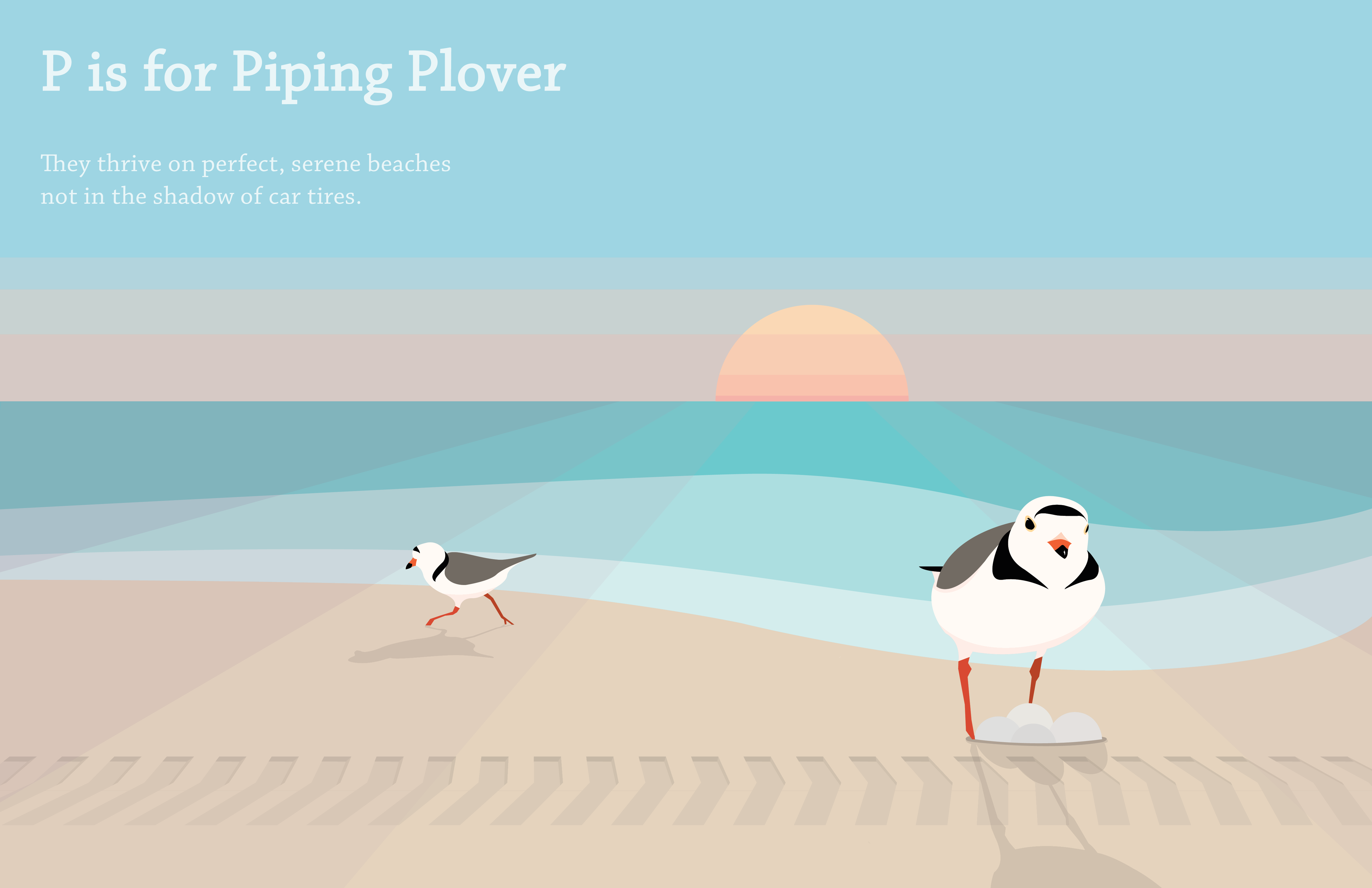 Piping Plover.